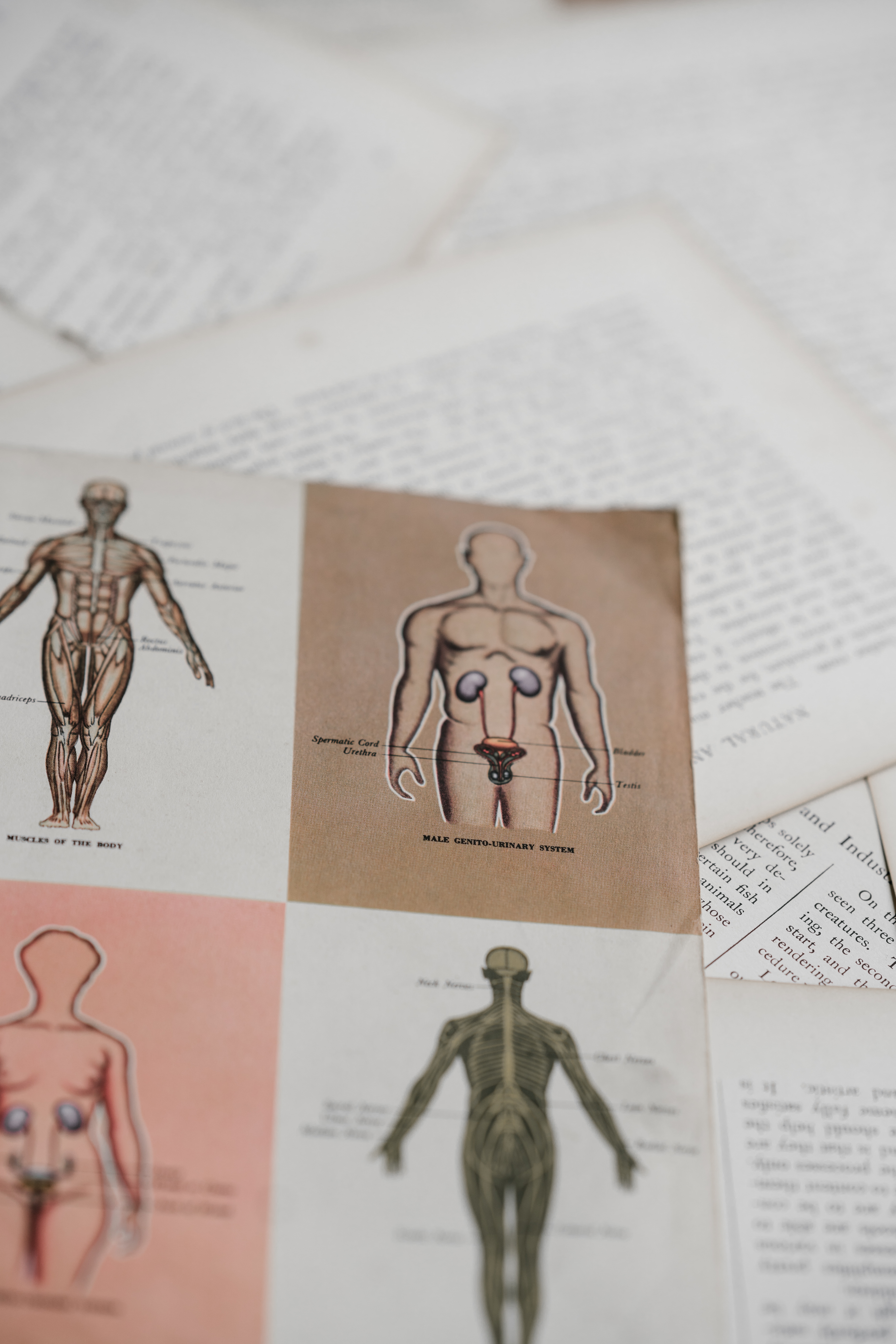 diagram1 diagram of human anatomy