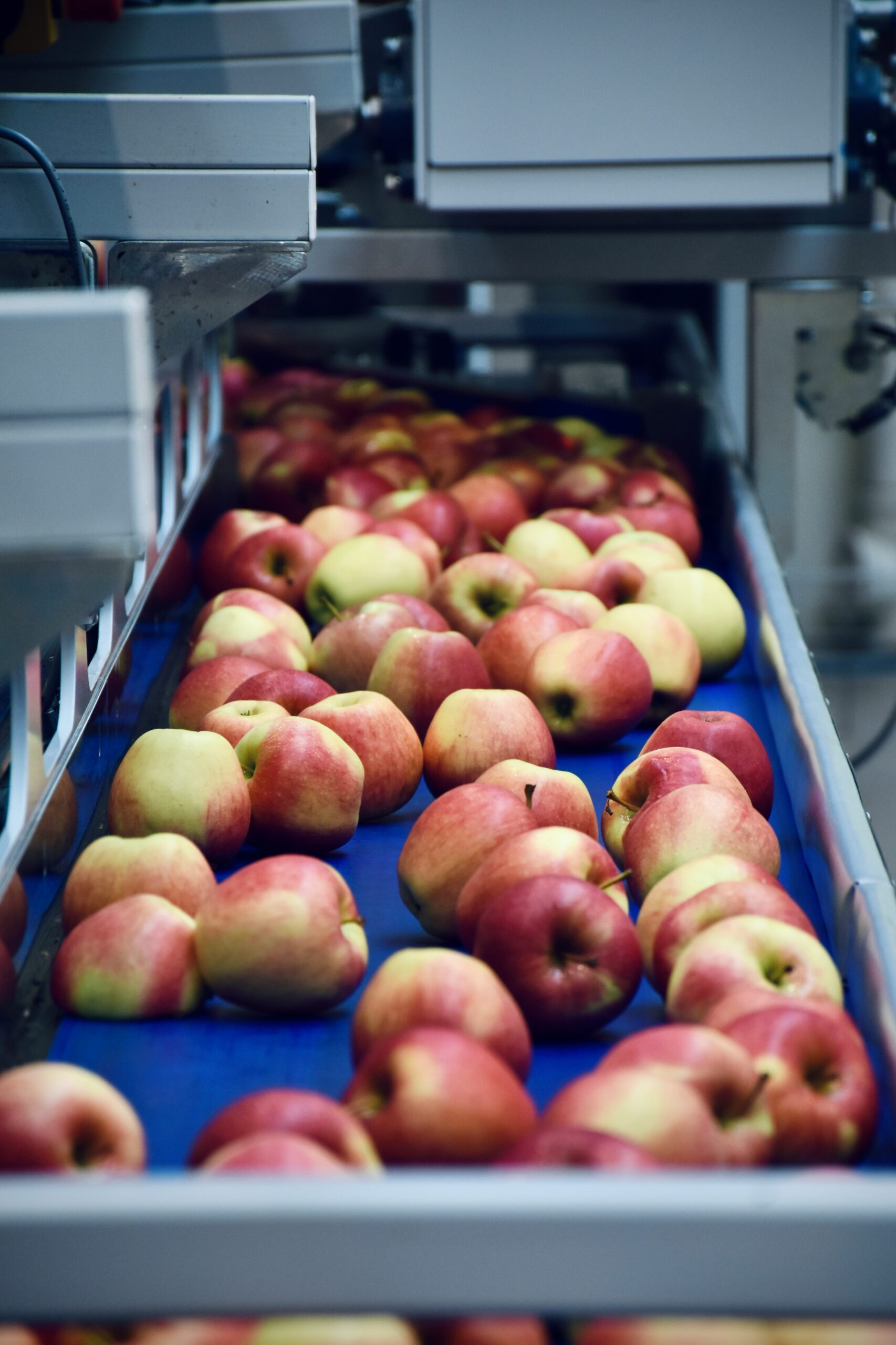 assemblyline2 apples on a conveyor belt