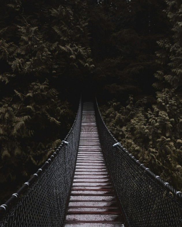 A rope bridge whose end is hidden in dark and ominous woods.